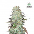 G14 Auto - FastBuds